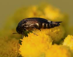 Attēlu rezultāti vaicājumam “Mordellidae”