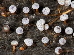 Attēlu rezultāti vaicājumam “Stemonitopsis gracilis macro”