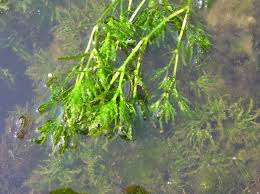 Attēlu rezultāti vaicājumam “Najas marina”