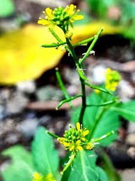 Attēlu rezultāti vaicājumam “Rorippa palustris flower”