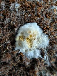 Attēlu rezultāti vaicājumam “Postia ptychogaster”