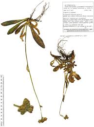 Attēlu rezultāti vaicājumam “Pilosella aurantiaca”