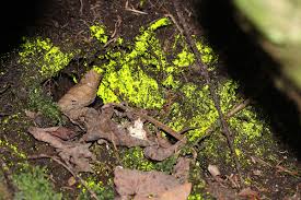 Attēlu rezultāti vaicājumam “Schistostega pennata”