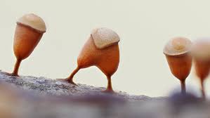 Attēlu rezultāti vaicājumam “Heterotrichia ferruginea (syn. Arcyria ferruginea) stalked”