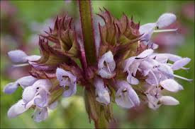 Attēlu rezultāti vaicājumam “Salvia verticillata”