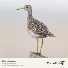 Image result for Bartramia longicauda