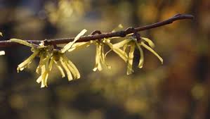 Attēlu rezultāti vaicājumam “Hamamelis vernalis bud”