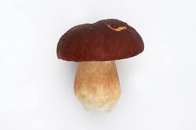 Attēlu rezultāti vaicājumam “Boletus pinophilus”