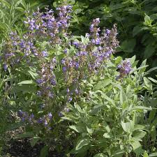 Image result for Salbei