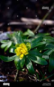 Attēlu rezultāti vaicājumam “Eranthis hyemalis”