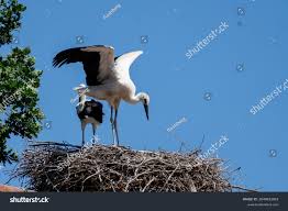 Attēlu rezultāti vaicājumam “Ciconia ciconia nest”