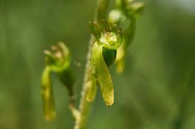 Attēlu rezultāti vaicājumam “Listera ovata bud”