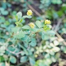 Attēlu rezultāti vaicājumam “Medicago lupulina flower”