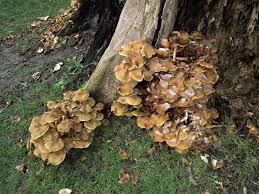 Attēlu rezultāti vaicājumam “Armillaria mellea”