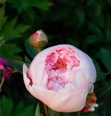 Image result for Pfingstrose