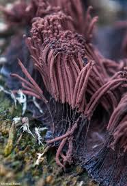 Attēlu rezultāti vaicājumam “Stemonitis marjana macro”