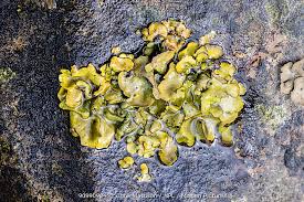 Attēlu rezultāti vaicājumam “Dermatocarpon luridum”