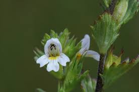 Image result for Euphrasia stricta