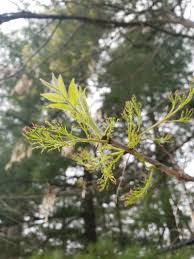 Attēlu rezultāti vaicājumam “Fraxinus excelsior Pendula fruit”