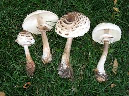 Attēlu rezultāti vaicājumam “Macrolepiota rhacodes”