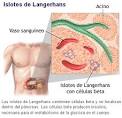 del <b>islote</b> de Langerhans,