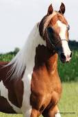 http://t0.gstatic.com/images?q=tbn:ANd9GcT708u5GrsfHBO-cp12d1nzXp_F9PqjCvNc7Y7wHv_FVdCv6_tNuCMrtxY