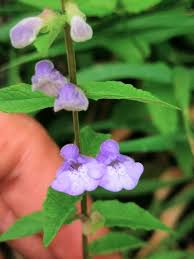 Attēlu rezultāti vaicājumam “Scutellaria galericulata leaf”