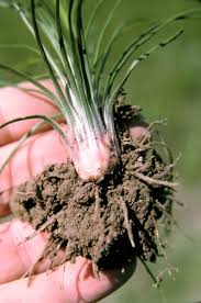 Attēlu rezultāti vaicājumam “Isoetaceae”