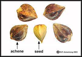 Attēlu rezultāti vaicājumam “Fagopyrum esculentum fruit”