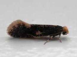 Attēlu rezultāti vaicājumam “Monopis weaverella”