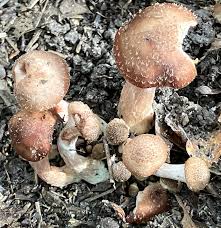 Attēlu rezultāti vaicājumam “Armillaria sp.”