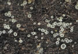 Attēlu rezultāti vaicājumam “Hyaloscypha hyalina”