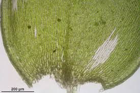 Attēlu rezultāti vaicājumam “Plagiothecium cavifolium”