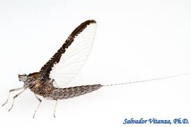 Attēlu rezultāti vaicājumam “Ephemeroptera imago”