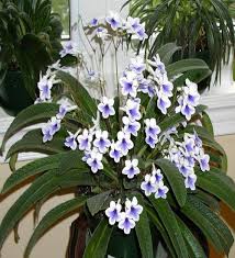 Image result for Streptocarpus