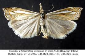 Attēlu rezultāti vaicājumam “Crambus”