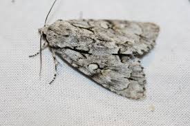 Attēlu rezultāti vaicājumam “Acronicta cuspis”