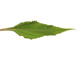 Attēlu rezultāti vaicājumam “Helianthus tuberosus leaf”