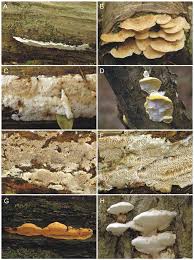 Attēlu rezultāti vaicājumam “Anomoporia bombycina”