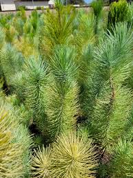 Attēlu rezultāti vaicājumam “Pinus”