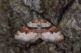 Attēlu rezultāti vaicājumam “Xanthorhoe designata”