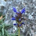 Attēlu rezultāti vaicājumam “Dracocephalum ruyschiana leaf”