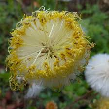 Attēlu rezultāti vaicājumam “Tussilago farfara flower”
