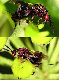 Attēlu rezultāti vaicājumam “Torymidae”