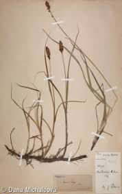 Attēlu rezultāti vaicājumam “Carex disticha”