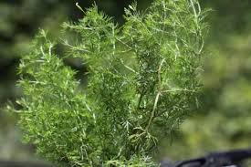 Attēlu rezultāti vaicājumam “Tagetes leaf”