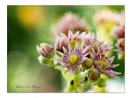 Image result for echtes Hauswurz