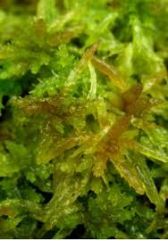 Attēlu rezultāti vaicājumam “Sphagnum centrale sporophyte”