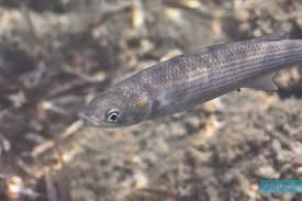 Image result for Chelon saliens