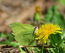 Attēlu rezultāti vaicājumam “Gonepteryx rhamni male”